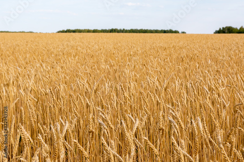 wheat field and harvesting.