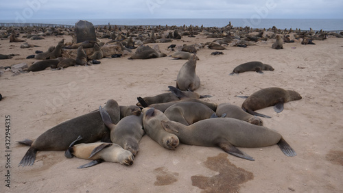 Sea lion colony at the coast of Cape Cross Seal Reserve