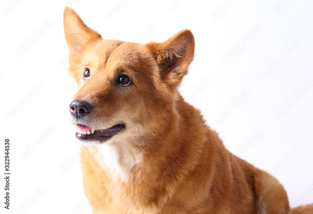 Corgi dog in studio on the white background Corgi dog in studio on the white background