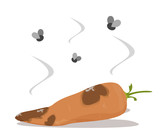 Fresh and delicious carrot become rotten vector isolated