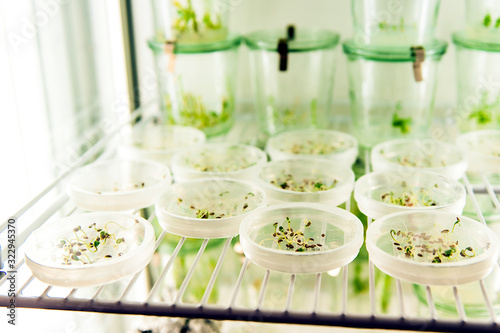 Vászonkép germinating seeds in lab