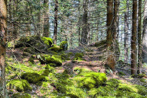 The primeval forest mossed ground - HDR