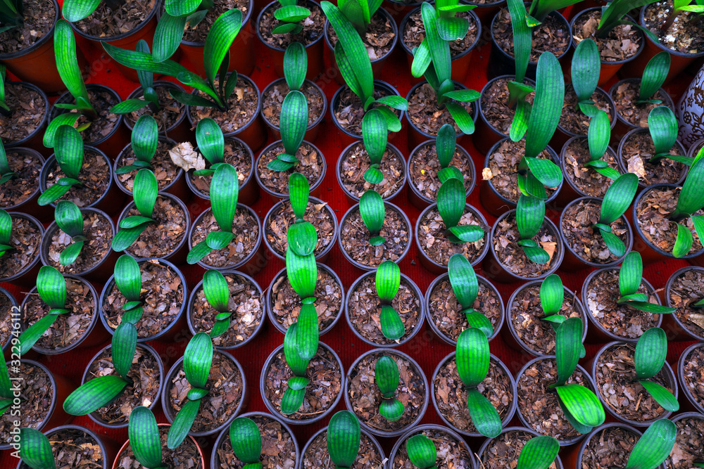 Obraz premium clivia seedlings in nurseries