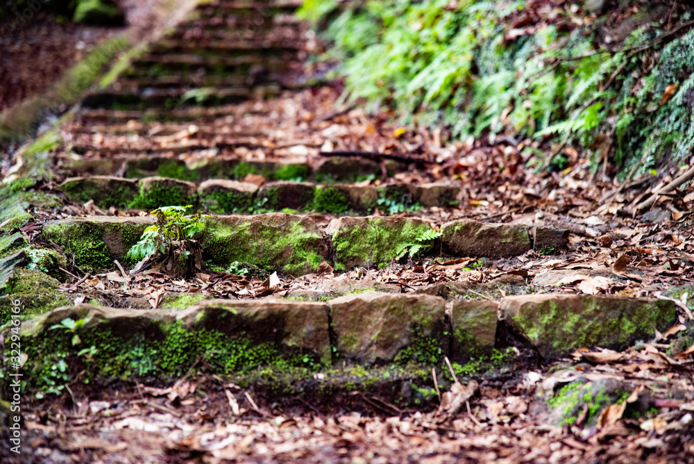 stairs in the forest wallpaper