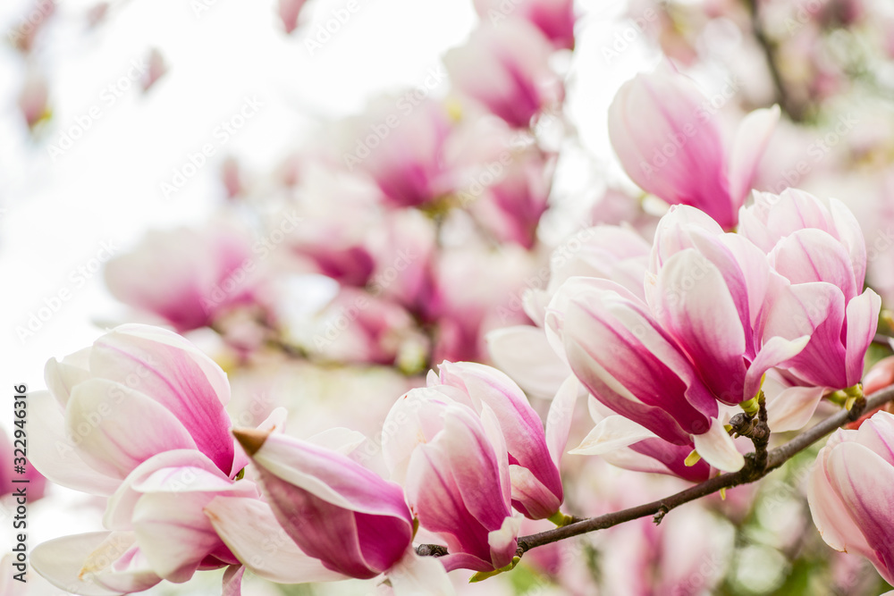 Hello summer. magnolia blooming tree., natural floral background. beautiful spring flowers. pink magnolia tree flower. new life beginning. nature growth and waking up. womens day. mothers day holiday