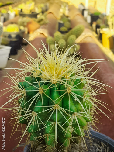 close up yellow thorn cactus