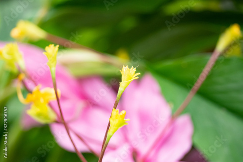 Yellow bouquet of flowers hold in the morning on a blurred background,selecttive focus