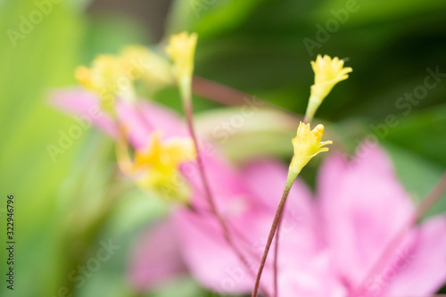 Yellow bouquet of flowers hold in the morning on a blurred background,selecttive focus