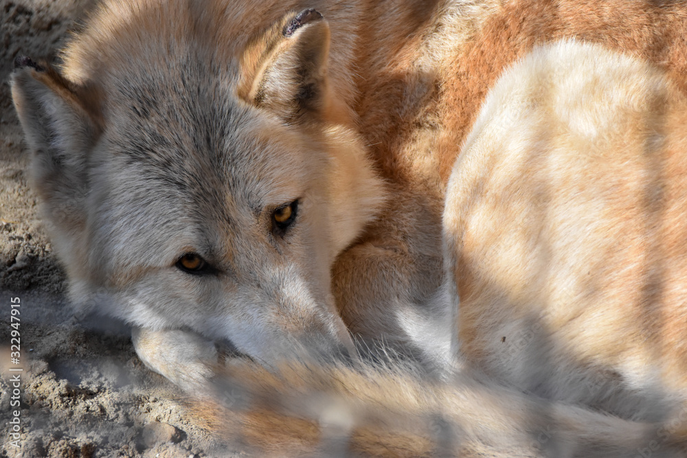 Fototapeta premium loup