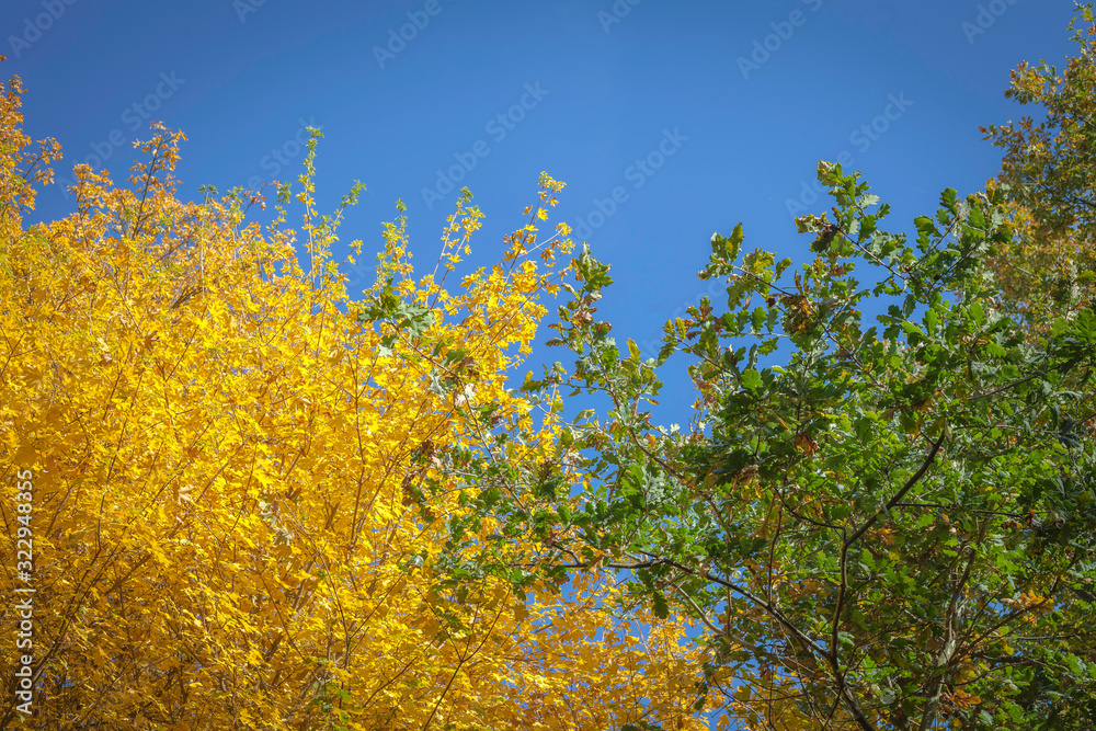Sommerlicher Anblick zweier Bäume mit gelben und grünen Blättern unter blauem Himmel zentriert. Sommerlicher Anblick zweier Bäume mit gelben und grünen Blättern unter blauem Himmel zentriert.