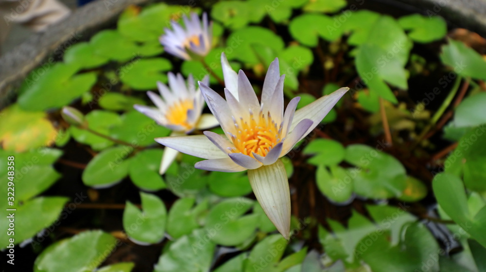 the beauty of little lotus flowers on a sunny morning, in a stream of water the beauty of little lotus flowers on a sunny morning, in a stream of water