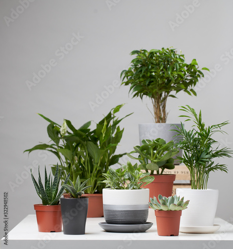 Several indoor plants, cacti in pots on empty gray background