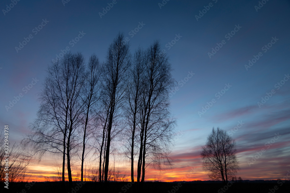 Silhouettes of tall trees without leaves, clouds and sky after sunset