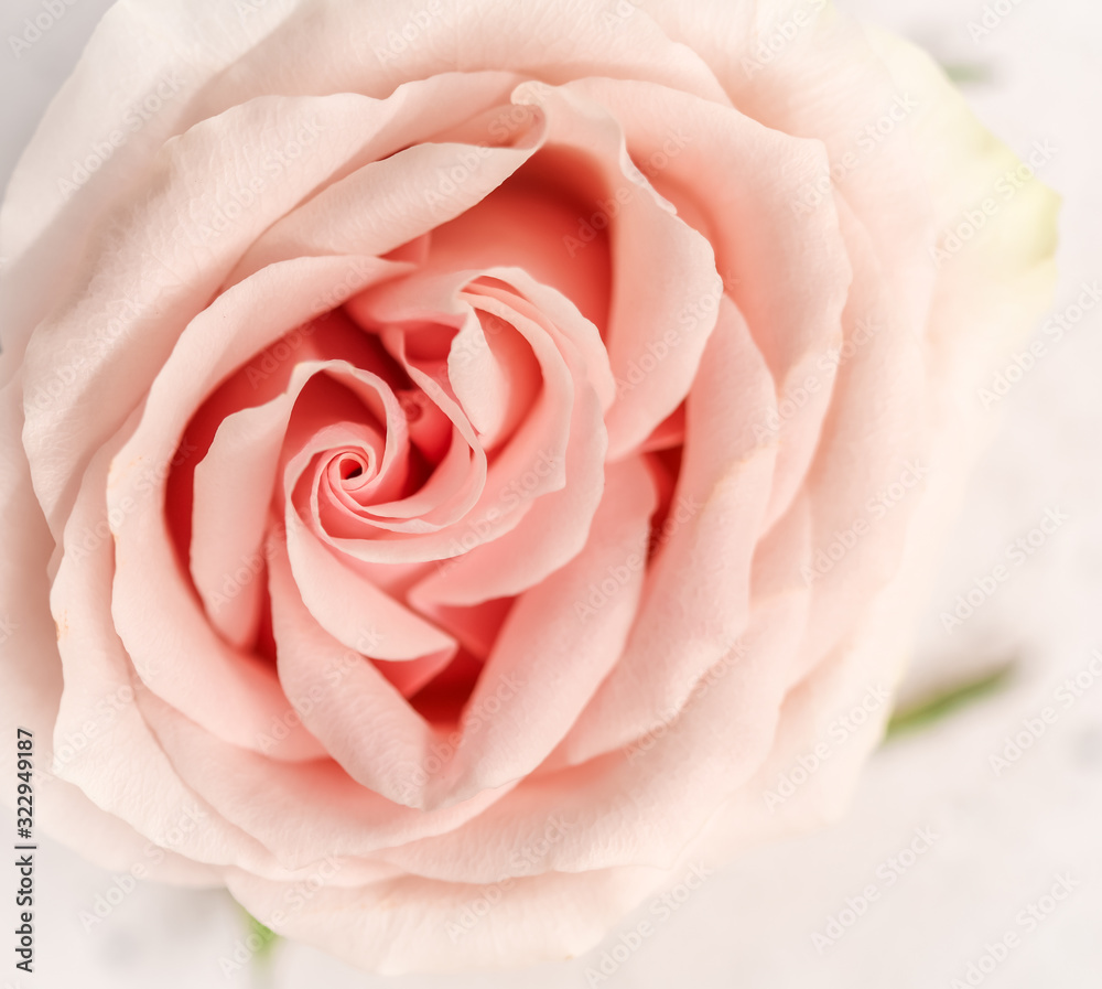 Soft focus, abstract floral background, pink rose flower. Macro flowers backdrop for holiday brand design Soft focus, abstract floral background, pink rose flower. Macro flowers backdrop for holiday brand design
