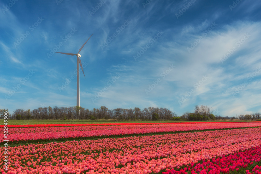 Wind power plant on a blooming tulip field somewhere in Holland - a renewable energy source