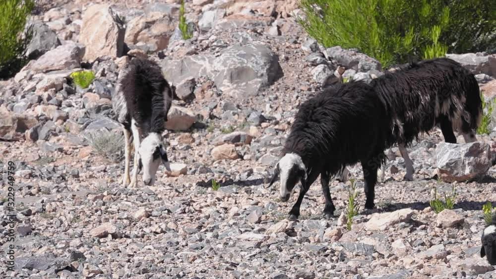Herd of Mountain Sheep Grazing on Rocky Cliff Slope in Oman Herd of Mountain Sheep Grazing on Rocky Cliff Slope in Oman