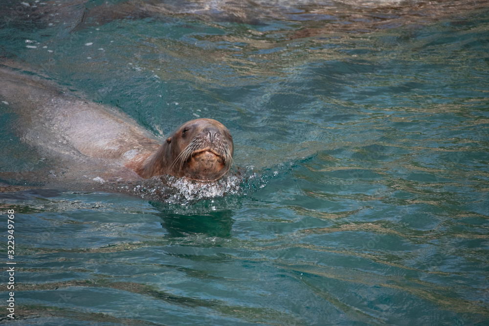 Obraz premium Otarie de Steller