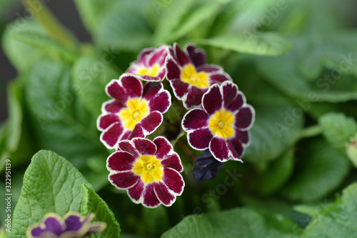 Primrose Victoriana photo