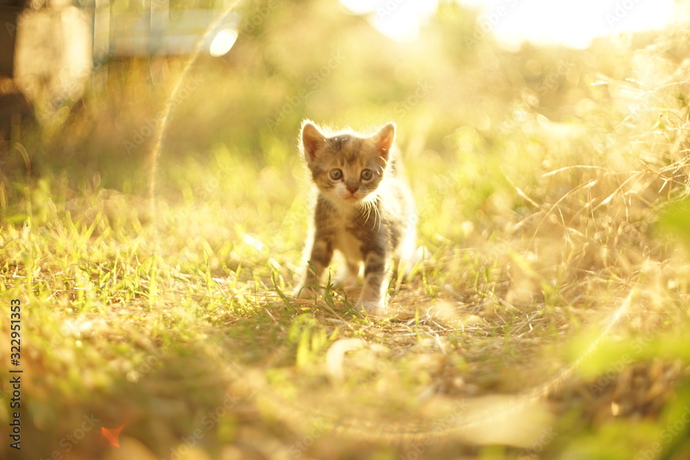 Lovely little kitten walk in sunny grass first time. Lovely little kitten walk in sunny grass first time.