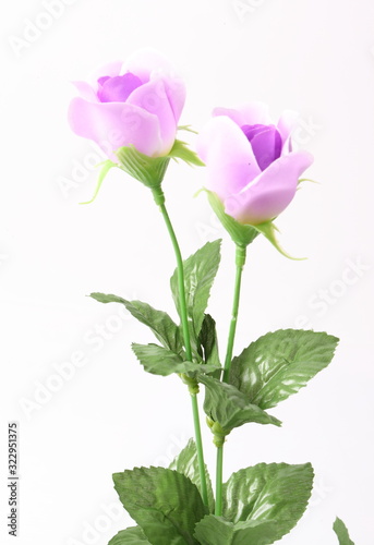 Artificial violet roses on white background