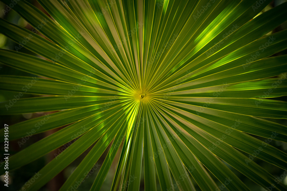 One palm leaf frontally macro One palm leaf frontally macro