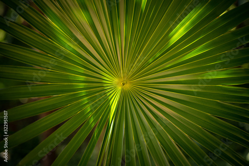 One palm leaf frontally macro