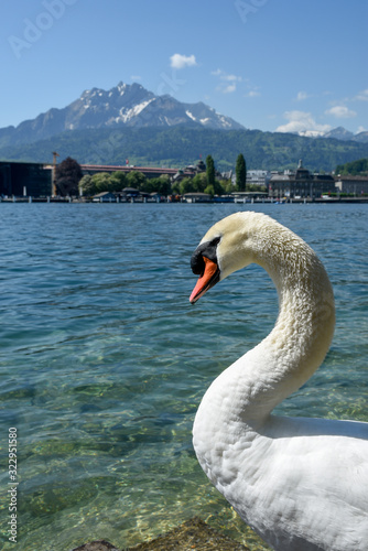 white swan on a lake with unfocused mountain landscape