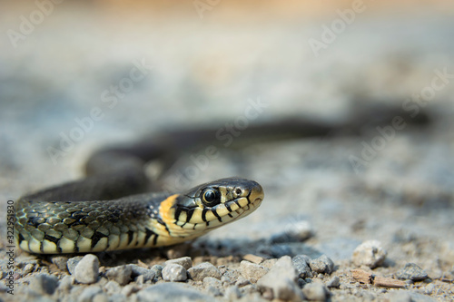 Close-up of a beautiful grass snake, spring view
