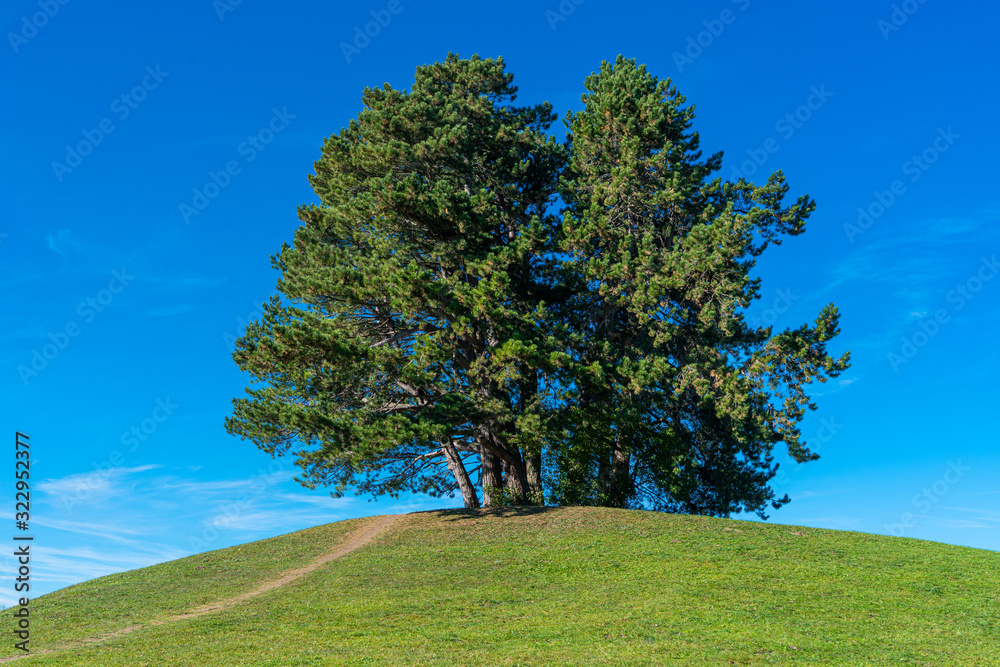Obraz premium Baumgruppe auf einem Hügel
