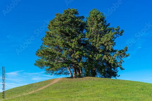 Baumgruppe auf einem Hügel