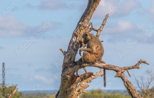 A single chacma baboon isolated on the lookout in a dry tree in the wild image with copy space in horizontal format photo