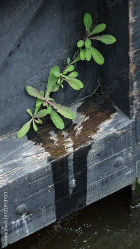 leaves on a wooden surface