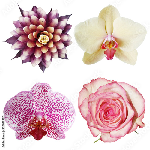 Set of guzmania, orchids and roses isolated on a white background