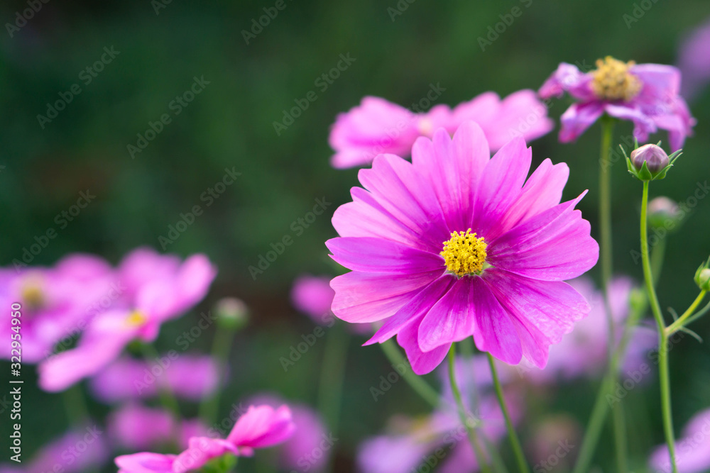 Closeup beautiful pink cosmos flower in the field with sunlight at morning, selective focus