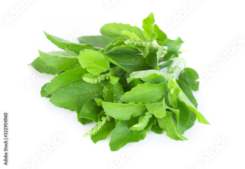 Closeup basil leaf in pot, herb and health care concept, selective focus