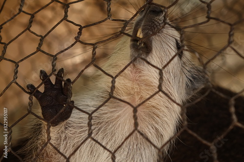 captured rodent trying to go free