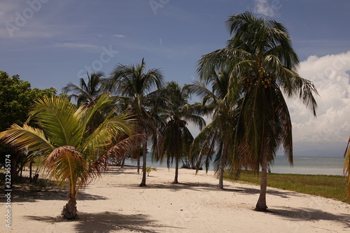 palm tree on the beach