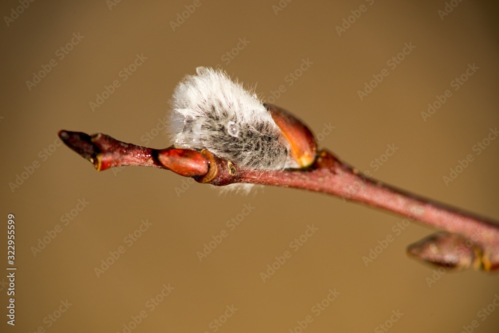 Cats are partly Flower buds sallow spring, spring nature background.