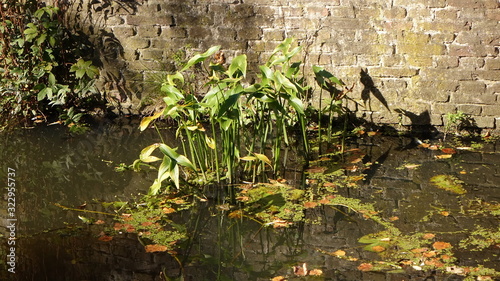 plants in a pond