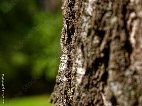 birch bark in summer close-up, Russia