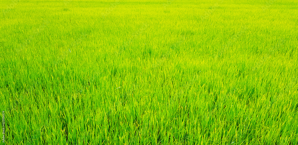 Beautiful Green rice or paddy field in rural city. Harvest of agriculture season, Natural wallpaper 