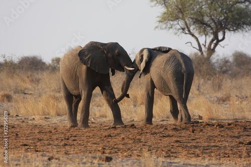 Two young elephant bulls sparring