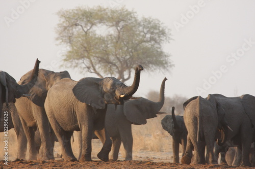 Elephants testing the air