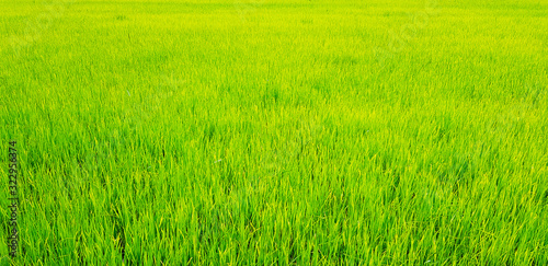 Beautiful Green rice or paddy field in rural city. Harvest of agriculture season  Natural wallpaper 