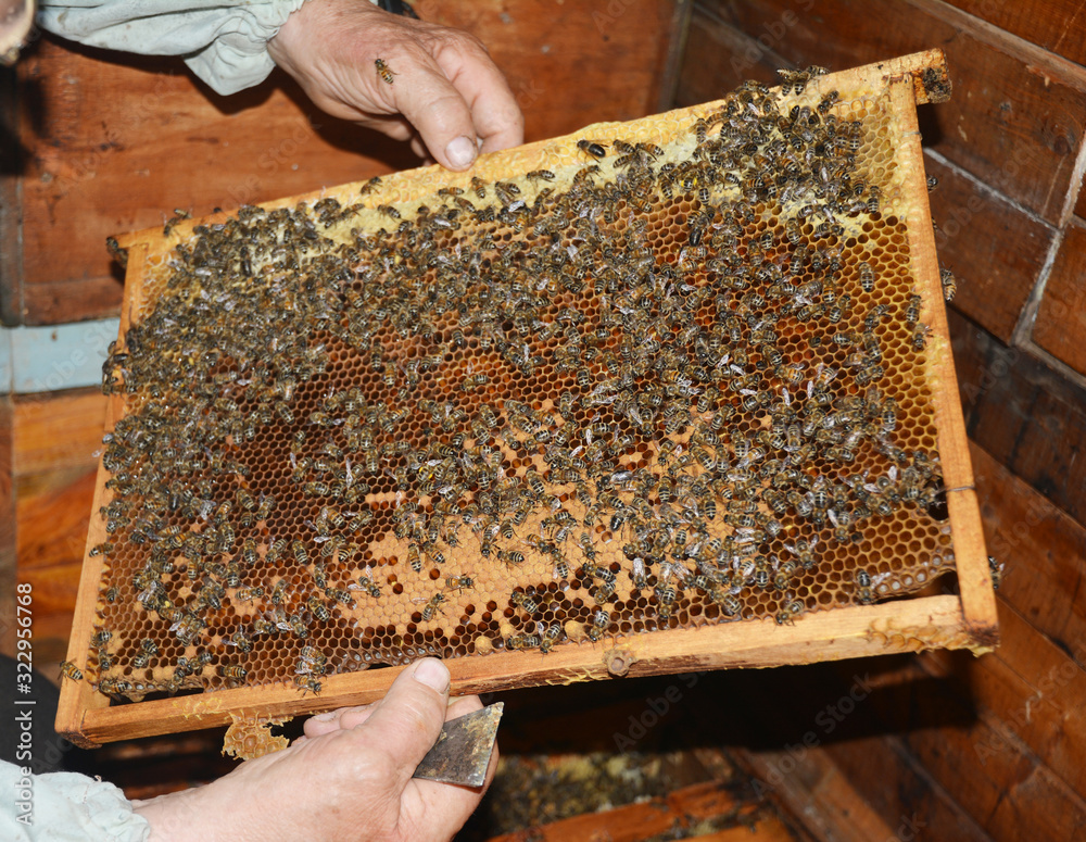 Beekeeper holding wooden frame with honeycombs and honey bees photo.