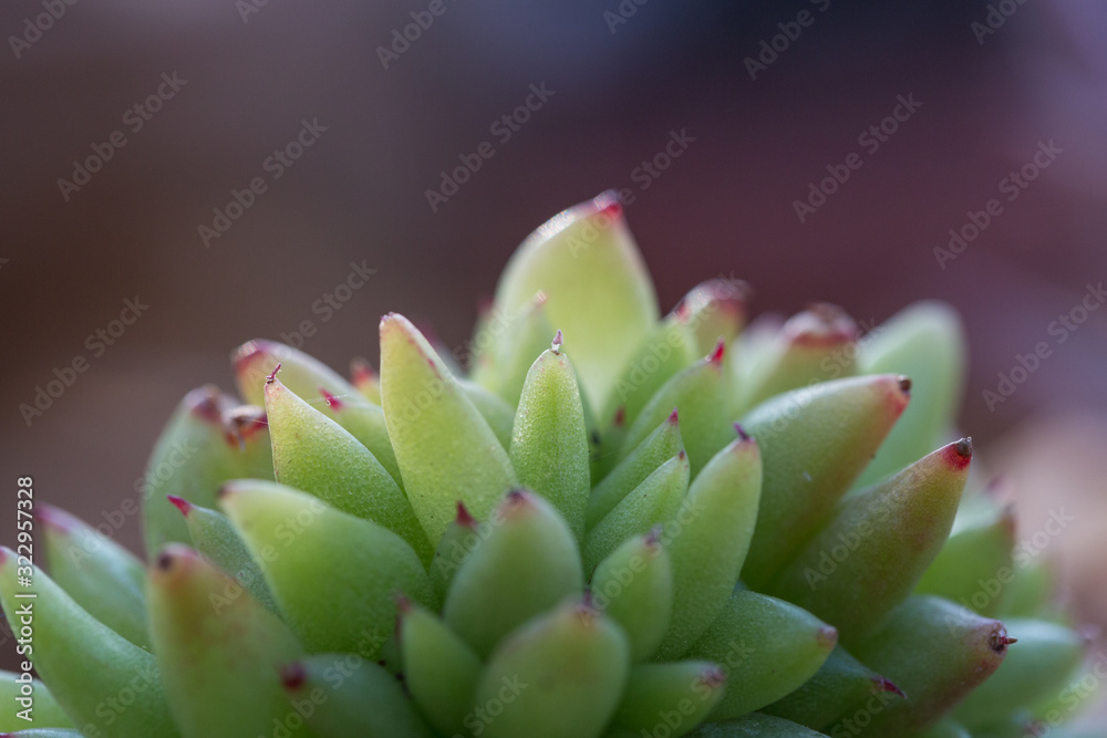 succulent plants,Echeveria lauixlindsayana