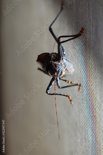 Cricket visiting on screen door