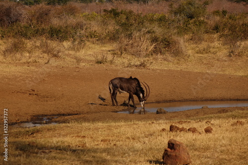 A lone Sable antelope bull at an African savanna waterhole photo