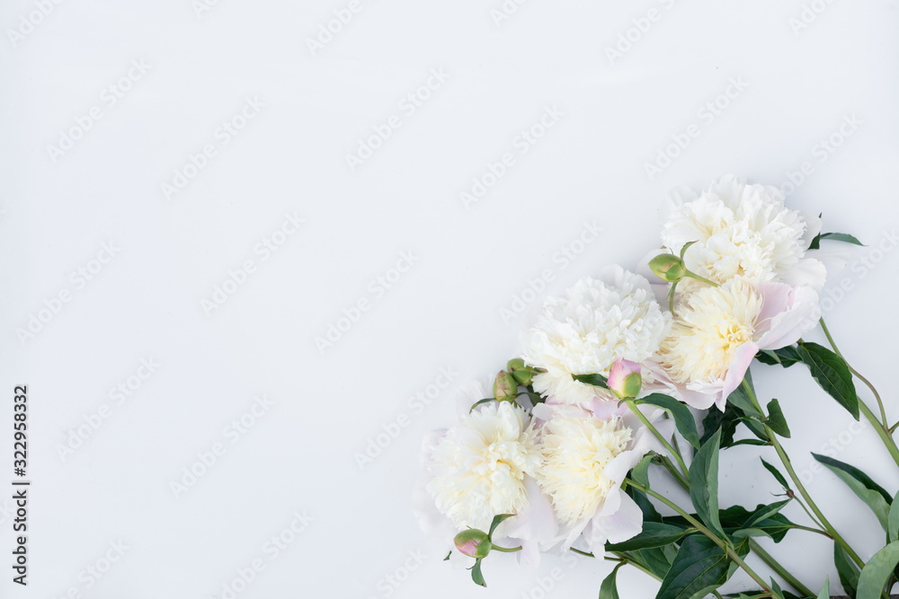 Varietal peonies on a white background