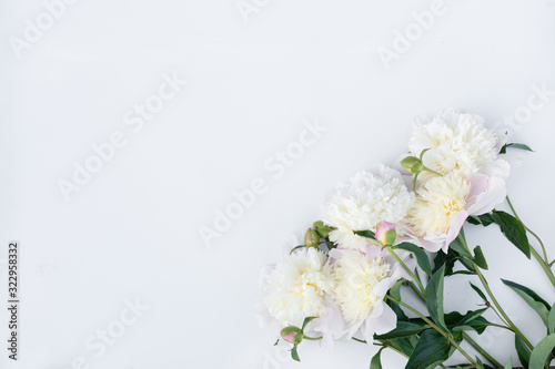 Varietal peonies on a white background © nick8889